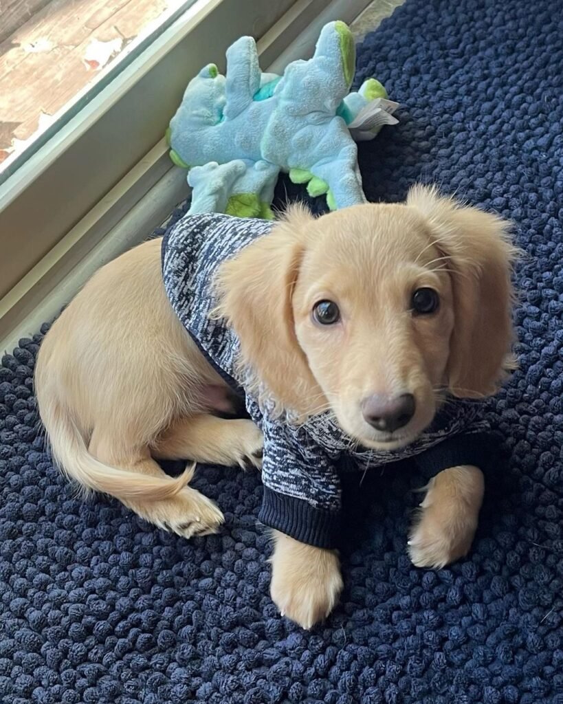 jack