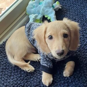 jack